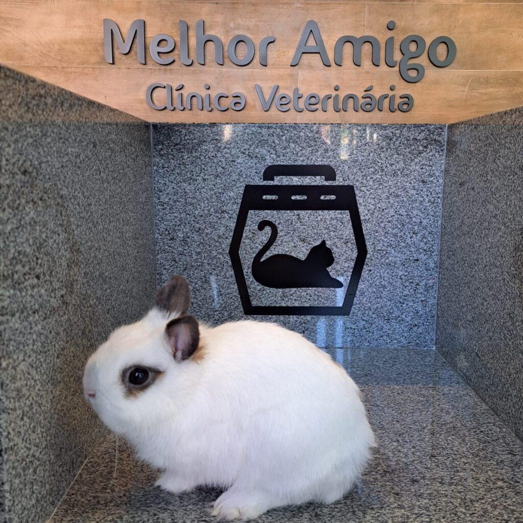 Veterinário para Coelhos em São Carlos | Clínica Melhor Amigo 25 20230727 140212 scaled e1750790904485