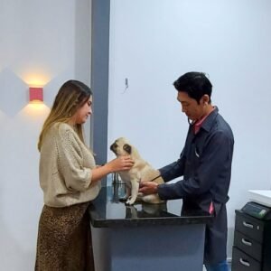 Atendimento Cachorro