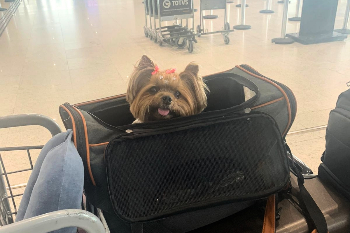 Vacinas Essenciais para cães
