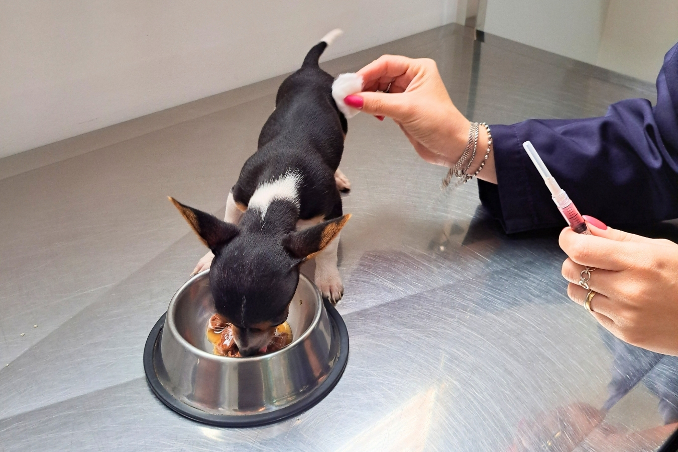 Vacinação de cachorros filhotes