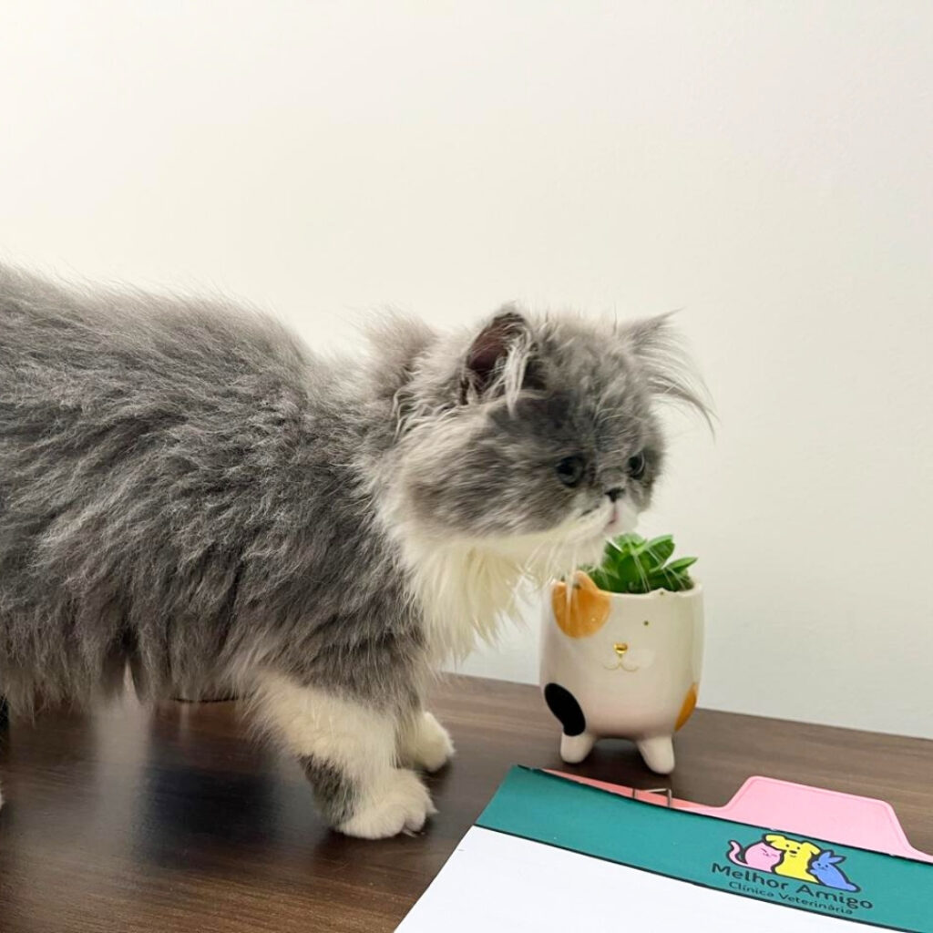 consulta felina