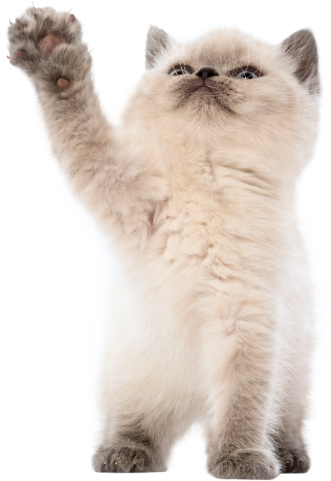 Vacinação de Cães e Gatos em São Carlos | Clínica Melhor Amigo 10 gatinho filhote