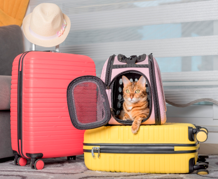 gato viagem internacional