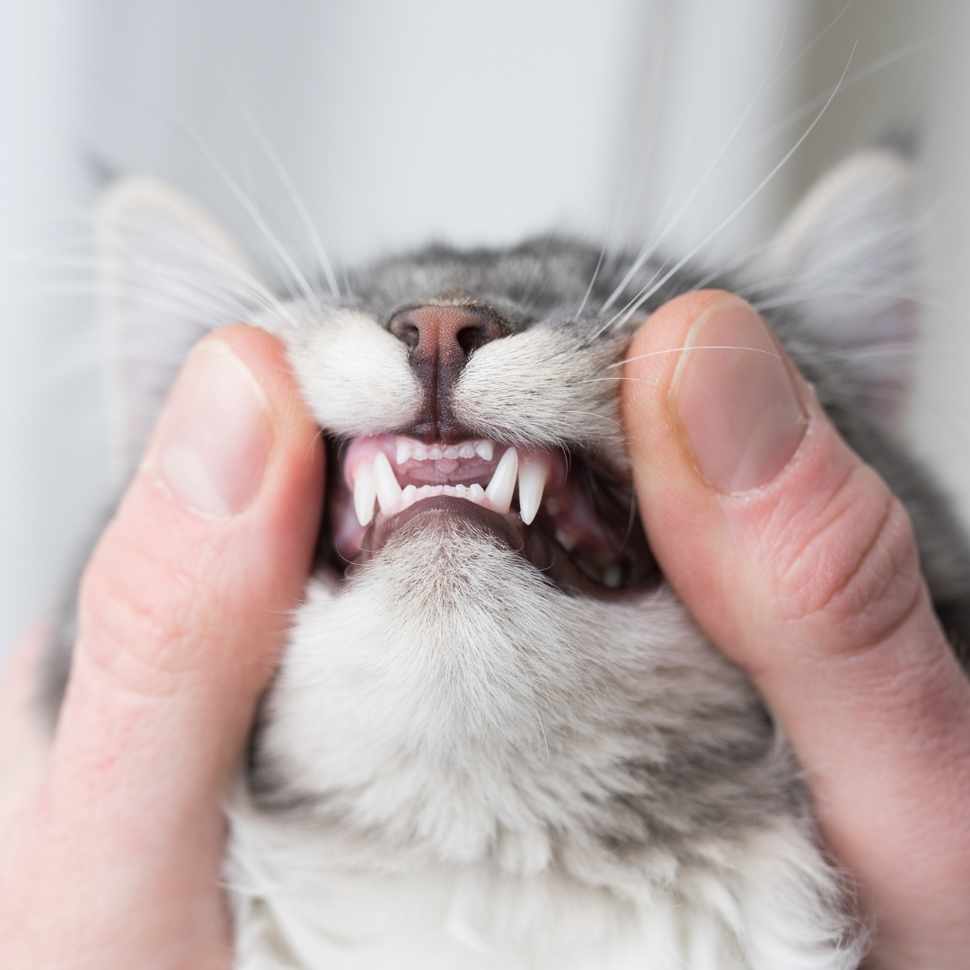 Veterinário examinando dentes de gato em São Carlos SP