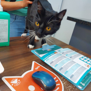 vacina gato clinica melhor amigo