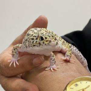 Animais Exóticos e Silvestres | Veterinária Melhor Amigo 3 Dra rosely gecko