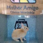 Animais Exóticos e Silvestres | Veterinária Melhor Amigo 16 IMG 20260609 WA0009