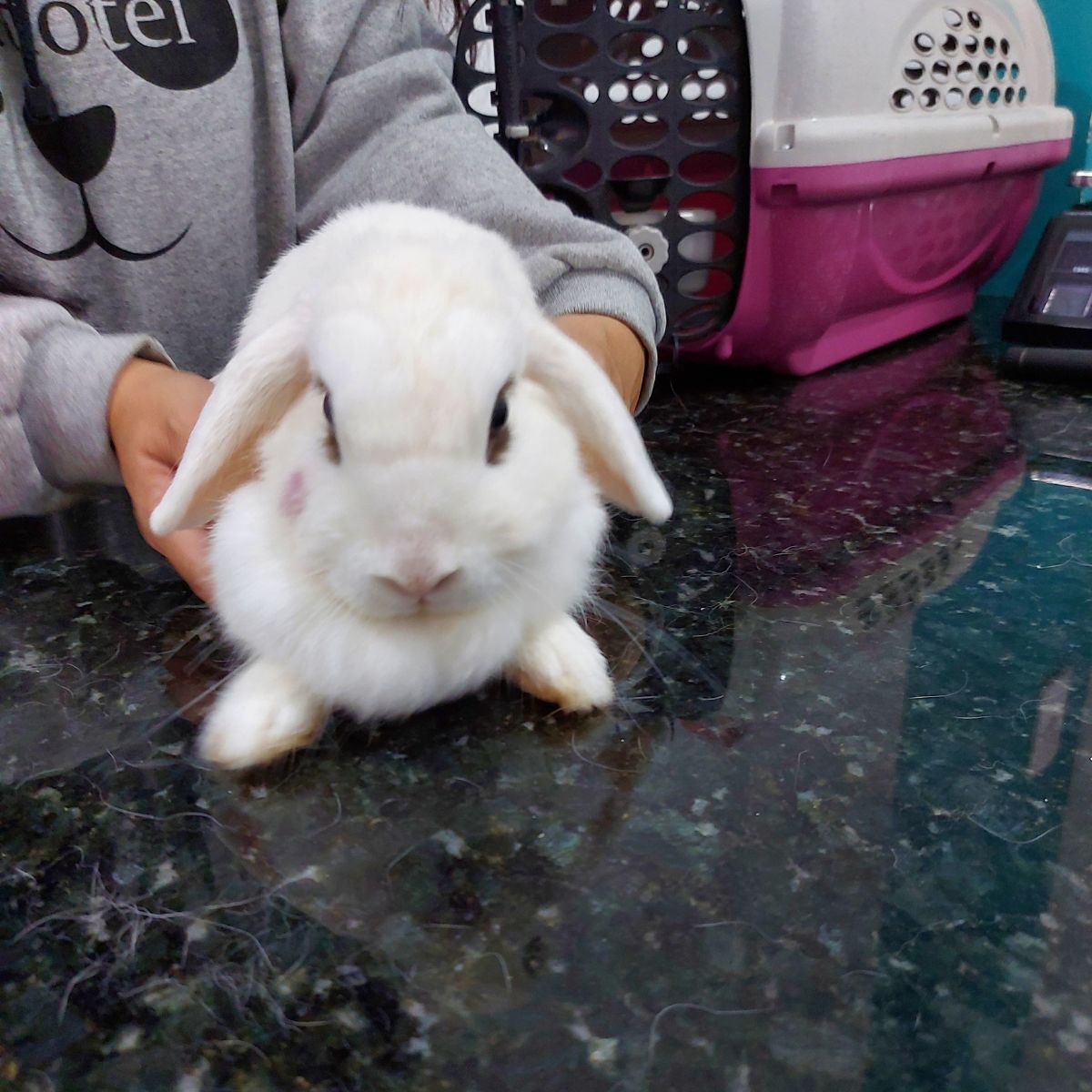 Animais Exóticos e Silvestres | Veterinária Melhor Amigo 1 atendimento de coelho na melhor amigo