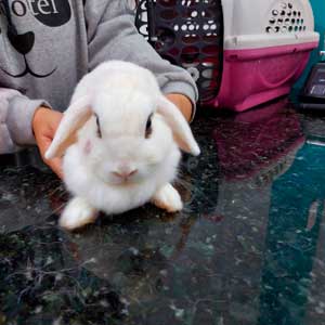 Veterinário Odontológico avaliando saúde bucal em Coelho em São Carlos SP