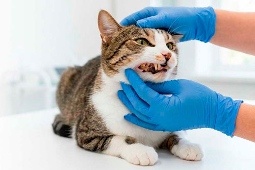 Gato recebendo avaliação odontológica para prevenção de doenças bucais