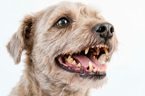 Cachorro com os dentes com tártaro