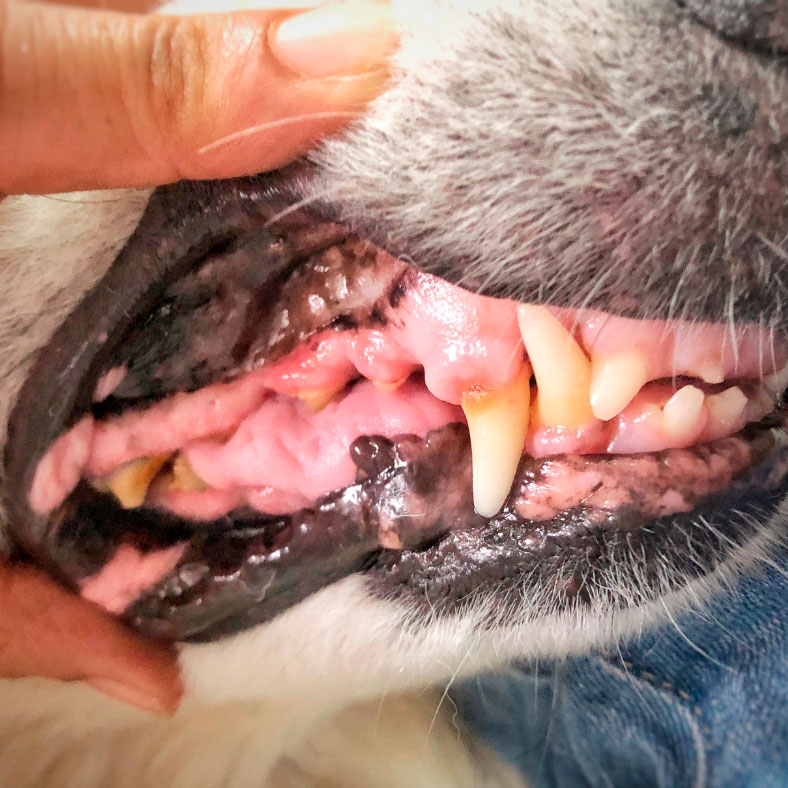 Cachorro com problema periodontal em São Carlos SP
