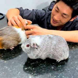 Veterinário examinando dentes de porquinhos da índia. Odontologia Veterinária em São Carlos SP