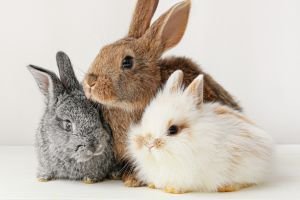 Coelhos