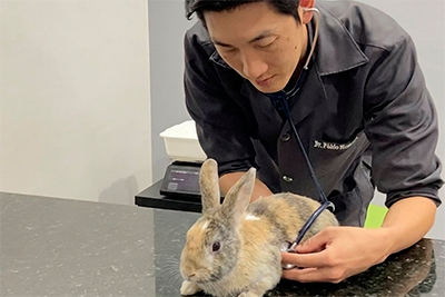 Veterinário para Coelhos em São Carlos | Clínica Melhor Amigo 8 Veterinário examinando um coelho em consulta