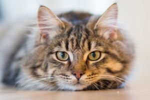 Gato