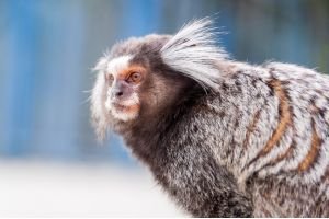 Sagui