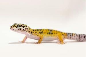 Gecko
