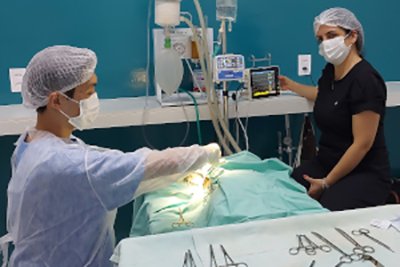 Veterinário para Coelhos em São Carlos | Clínica Melhor Amigo 13 Cirurgia Veterinária