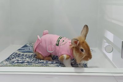 Veterinário para Coelhos em São Carlos | Clínica Melhor Amigo 12 Coelho internado