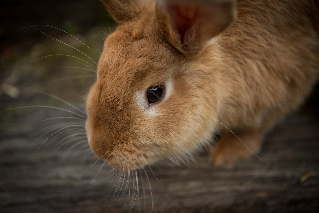 Veterinário para Coelhos em São Carlos | Clínica Melhor Amigo 9 foto de um coelho