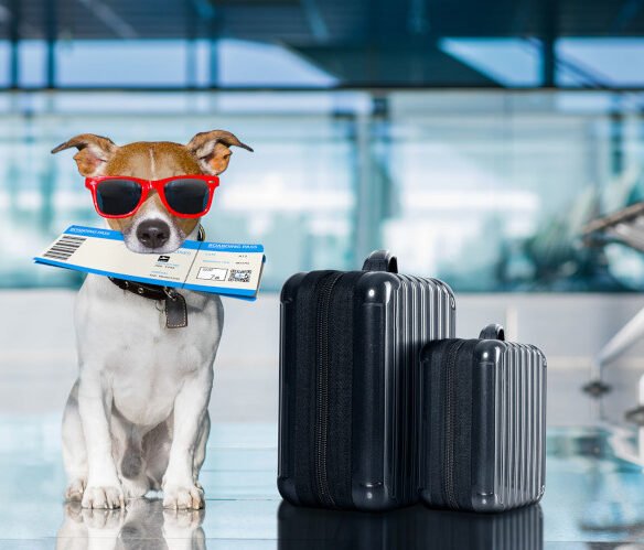 Cachorro com passagem e malas no aeroporto