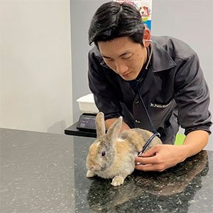 Veterinário para Coelhos em São Carlos | Clínica Melhor Amigo 27 Veterinário da Clínica Veterinária Melhor Amgio, em São Carlos-SP examinando um coelho