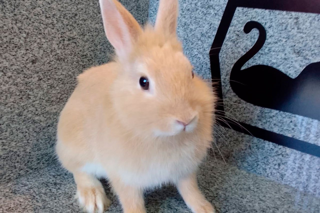 Veterinário para Coelhos em São Carlos | Clínica Melhor Amigo 14 Atendimento de coelho na clínica veterinária melhor amigo