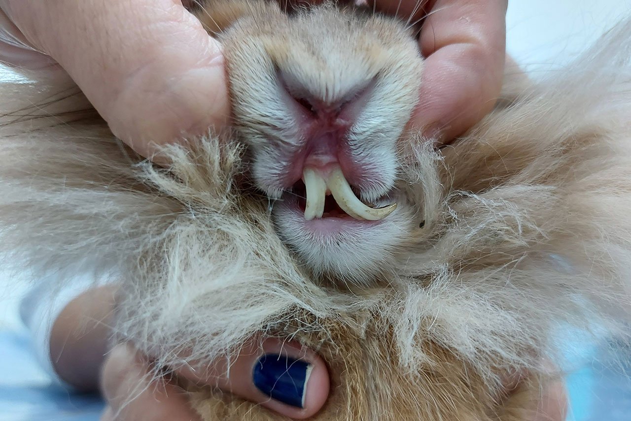 Veterinário para Coelhos em São Carlos | Clínica Melhor Amigo 10 foto coelho com dente grande
