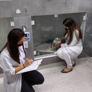 Veterinário para Coelhos em São Carlos | Clínica Melhor Amigo 21 Internação da Clínica Veterinária Melhor Amigo em São Carlos SP