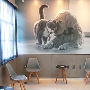 Veterinário para Coelhos em São Carlos | Clínica Melhor Amigo 24 Recepção da Clínica Veterinária Melhor Amigo em São Carlos SP
