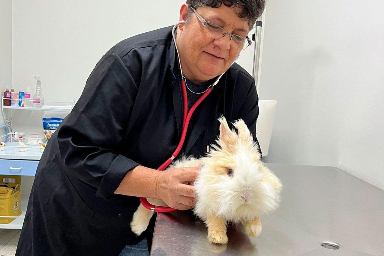 Veterinário para Coelhos em São Carlos | Clínica Melhor Amigo 15 Atendimento de coelho na clínica veterinária melhor amigo
