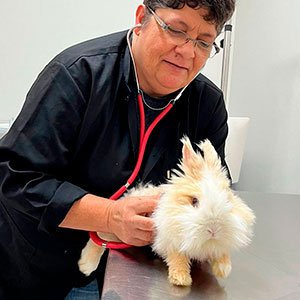 Veterinário para Coelhos em São Carlos | Clínica Melhor Amigo 18 Dra Rosely veterinária da Clínica Veterinária Melhor Amigo em São Carlos - SP, examinando um coelho