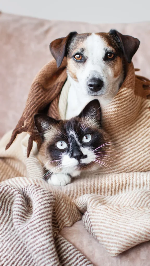 Vacinação de Cães e Gatos em São Carlos | Clínica Melhor Amigo 8 cachorro e gato deitados no cobertor